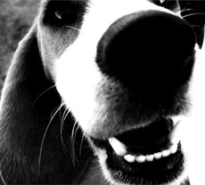 Dog barking makes life hell