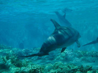 Overfishing, dolphins and whales