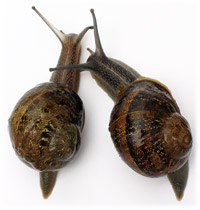 Escargots, the French and their food...