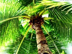 No need for plastic palm trees, varieties exist that cope with English Weather