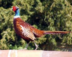 A pheasant, about to run out into the road in front of a car