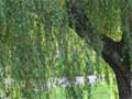 Conflict with neighbour over a tree
