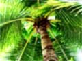 No need for plastic palm trees