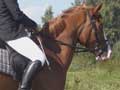 There aren't enough bridle paths