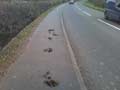 Horse manure on the footpath