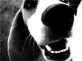 Barking dog problem makes life hell