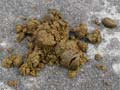 Horse manure, delivered to your doorstep!