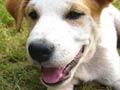 Barking puppy next door is a nuisance
